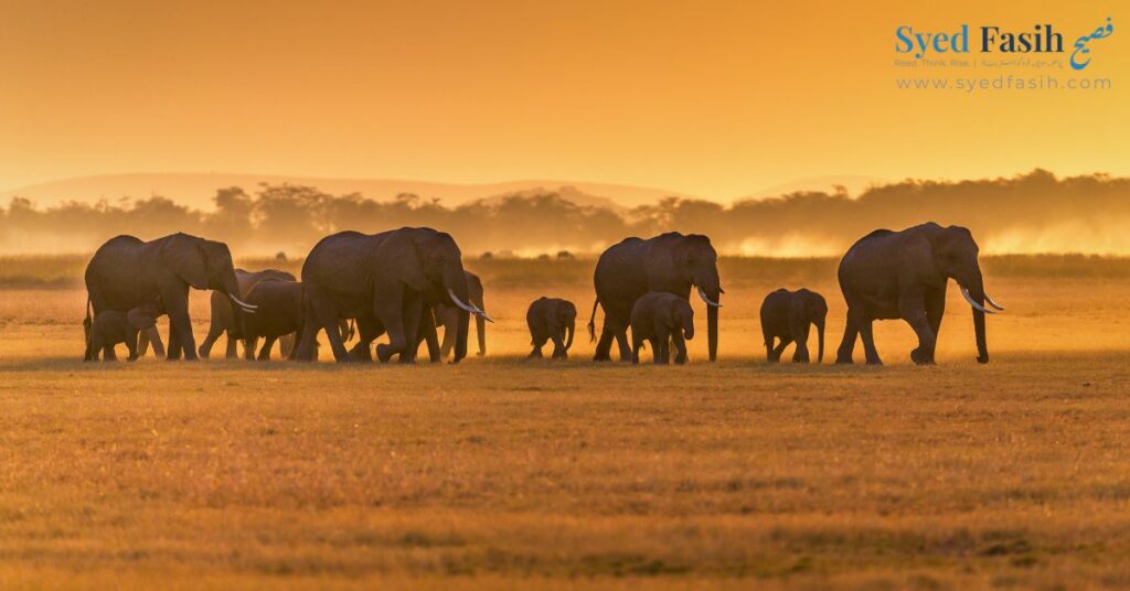 She Charged at Us Amboseli National Park
